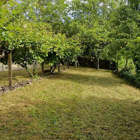 Zen Vouga